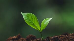 Exploring the Roots of Values-Based Leadership